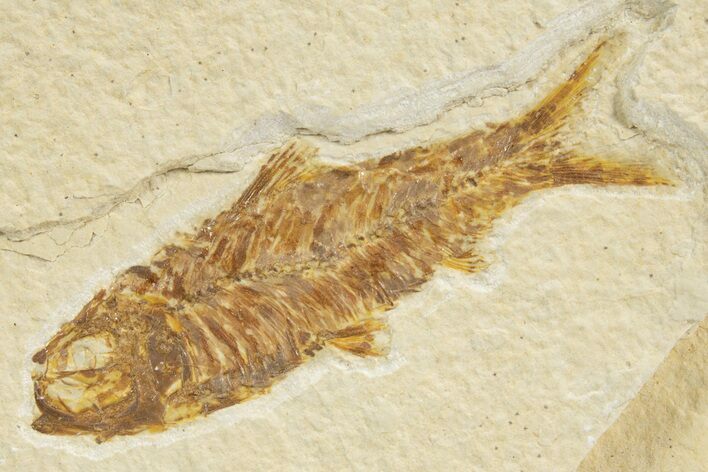 Detailed Fossil Fish (Knightia) - Wyoming #318564